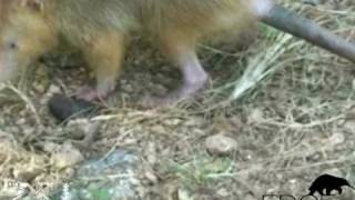 Solenodon a venomous mammal rediscovered [upl. by Echikson]