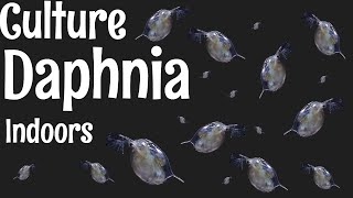 How to Culture Daphnia [upl. by Rennat]