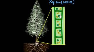 Xylem amp transpiration  Life processes  Biology  Khan Academy [upl. by Eneleh]