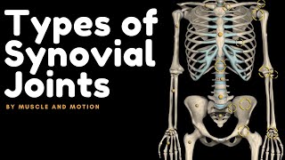 Types of Synovial Joints [upl. by Acima]