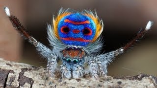 Peacock Spider 7 Maratus speciosus [upl. by Ardnassela]