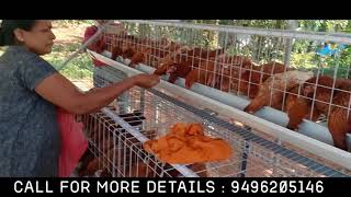 Poultry Cage making for layer hen [upl. by Merri]