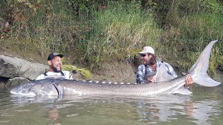 GIGANTESCO STORIONE RECORD OVER 3 METRI X 260 KG  4K by YURI GRISENDI [upl. by Ayikahs]