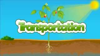 Transportation in plant  xylem and phloem  How are water and minerals transported in plants [upl. by Ianej]