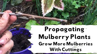 Propagating Mulberry Plants From Cuttings [upl. by Faustus]