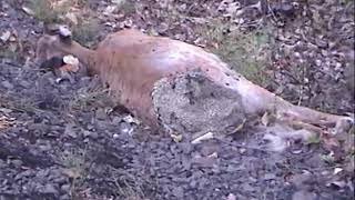 Maggots Eating Deer  CTnaturalist Archives [upl. by Fretwell]