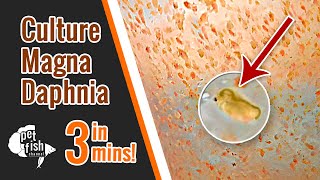 How to culture DAPHNIA MAGNA  The easy way [upl. by Anyg711]