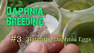 Daphnia Culture made simple and easy 3  Hatching Daphnia eggs [upl. by Son]