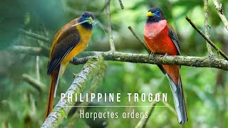 Philippine Trogon  Harpactes ardens male and female [upl. by Eelan851]