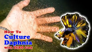 How to Culture Daphnia with ZERO Cost  Unlimited Live Food For Our Fish [upl. by Eiresed]