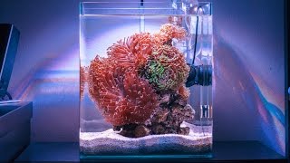 Hammer Heaven Reef Tank Absolutely STUNNING [upl. by Ajnek]