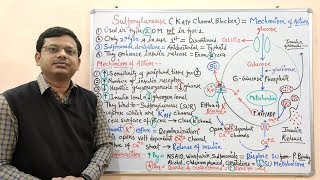 Diabetes Mellitus Part10 Mechanism of Action of Sulfonylurease  Antidiabetic Drugs  Diabetes [upl. by Weylin690]