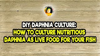 DIY Daphnia Culture How to Culture Nutritious Daphnia as Live Food for Your Fish [upl. by Carolan]