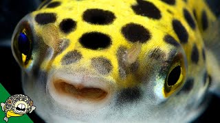 Puffer Fish Lets talk about Puffers Pufferfish  Live Stream [upl. by Roma]