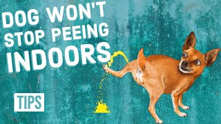 How to Stop Your Dog From Peeing Indoors [upl. by Livia283]