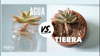 Como Reproducir suculentas en Agua y Tierra  VLOG DIY [upl. by Marita872]