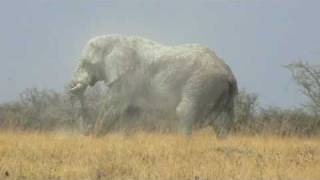 Huge bull elephant in Etosha National Park [upl. by Liss]