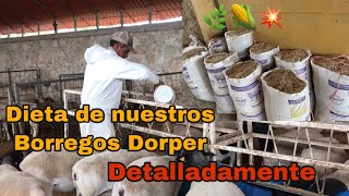 La Dieta de nuestros Borregos Dorper🌿😀DETALLADAMENTE‼️ [upl. by Sivart]