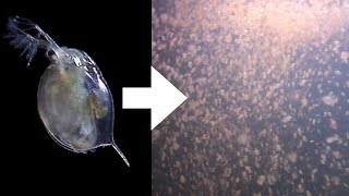 How I Culture Daphnia [upl. by Lewse111]