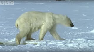 Polar Bear Hunts Beluga Whales  Blue Planet  BBC [upl. by Anitsrik]