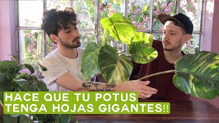 Tips y Cuidados del Potus Poto o Pothos🍃 ¡Epipremnum Aureum con Hojas Grandes [upl. by Akciret201]