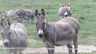 Livestock Guardians the Donkey [upl. by Rez]