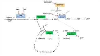 Pyrimidine Synthesis and Salvage Pathway [upl. by Bogart131]