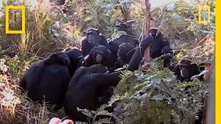 Chimps quotMournquot Nineyearolds Death  National Geographic [upl. by Anaert123]