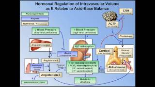 Metabolic Alkalosis ABG Interpretation  Lesson 10 [upl. by Akkahs]