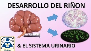 Embriologia Desarrollo del Sistema UrinarioRenal [upl. by Norga]