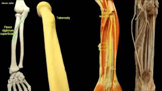 Osteology of the radius [upl. by Solis]