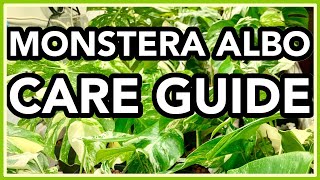 Monstera deliciosa ALBO Variegata COMPLETE Care Guide [upl. by Doloritas869]