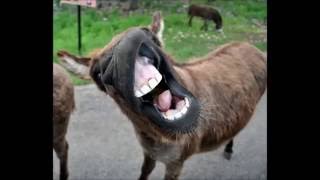 Funny donkey sounds HD [upl. by Ahsekar]