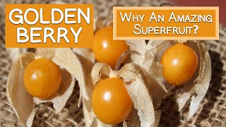 Golden Berry High in Antioxidants and Unique Plant Compounds [upl. by Ahsieym]