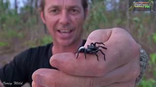 FUNNEL WEB SPIDER amp MOUSE SPIDERS Whats more VENOMOUS [upl. by Htiekel]