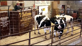 Buying and Selling at Livestock Auctions [upl. by Martino437]