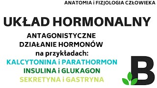 antagonistyczne działanie HORMONÓW układ hormonalny  Anatomia człowieka KOREPETYCJE z BIOLOGII 301 [upl. by Maretz]