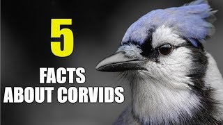 5 FUN amp Interesting FACTS About The Corvid Family [upl. by Nylcsoj]