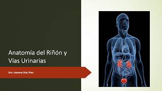 Anatomía del Riñón y Vías Urinarias [upl. by Lered957]