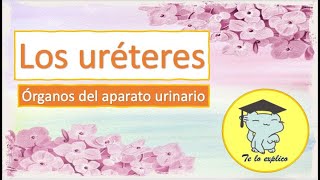 LOS URÉTERES  ÓRGANOS DEL APARATO URINARIO [upl. by Pavlish]