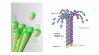 Citoesqueleto microtúbulos [upl. by Aliekahs]