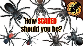 How Dangerous are Australian Spiders REALLY [upl. by Ellehcil]