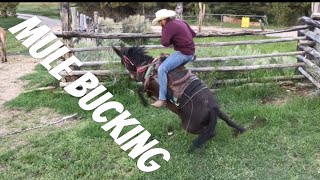 MULE BUCKS ME OFF Mule Ranching Vlog 1 [upl. by Philipson]