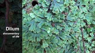 Liverwort Marchantia [upl. by Saoj730]