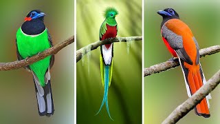 10 Most Beautiful Trogons in the World [upl. by Tarryn]