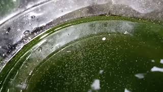 DAPHNIA MOINA CULTURE IN A SMALL BUCKET [upl. by Ahsikan]