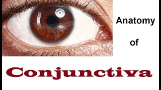 Anatomy Of Conjunctiva 12 [upl. by Jilleen]