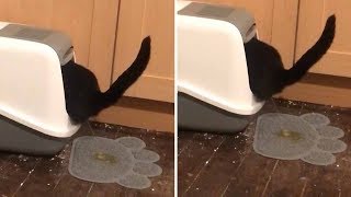 Cat Pees Outside Litter Box [upl. by Grishilde]