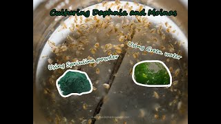 How To Culture Daphnia and Moinas using Green Water Spirulina powder [upl. by Ynohtn]