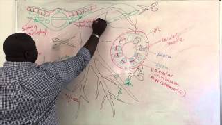 Xylem and Phloem Structure [upl. by Atsira]